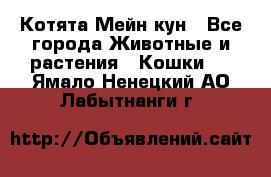 Котята Мейн кун - Все города Животные и растения » Кошки   . Ямало-Ненецкий АО,Лабытнанги г.